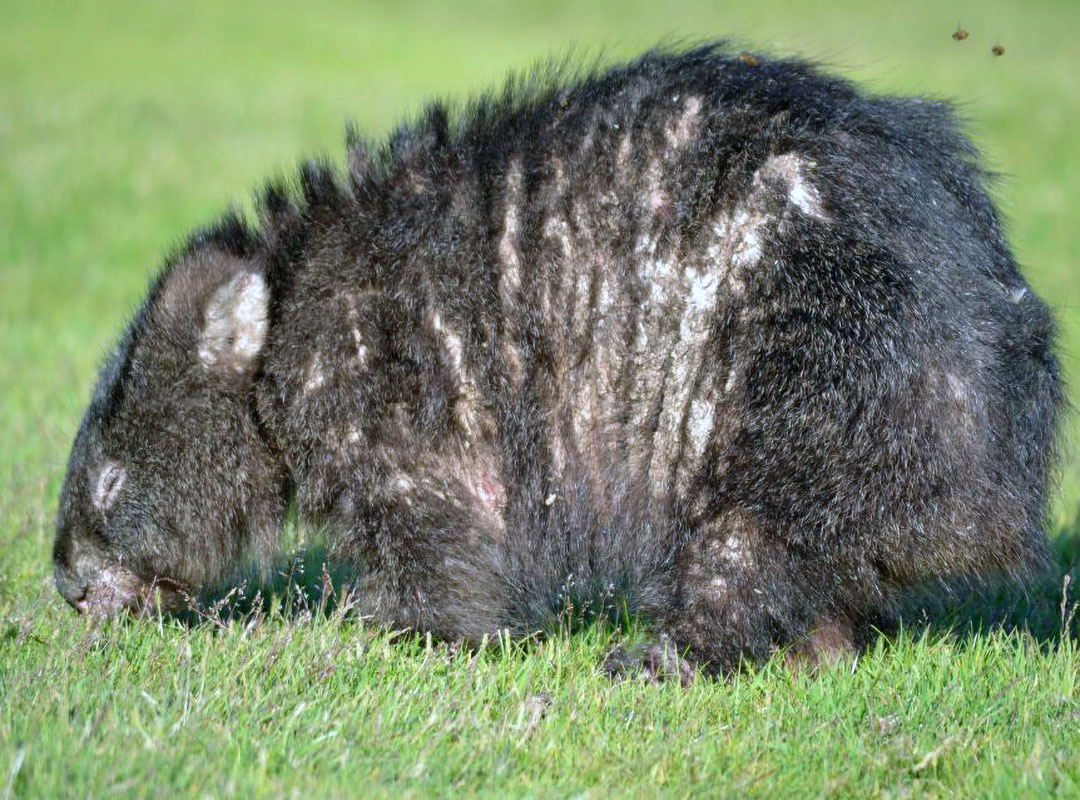 Diseased wombat with mange