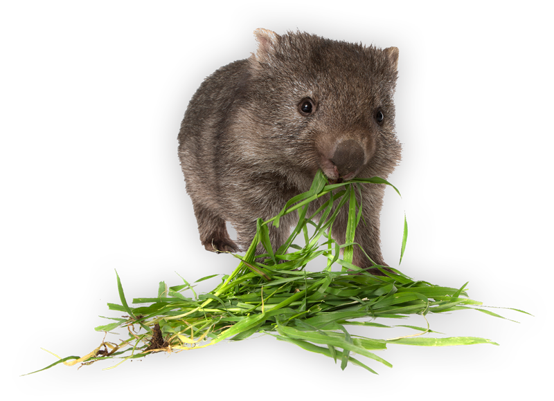 What are wombats? – Wombat Rescue Tasmania